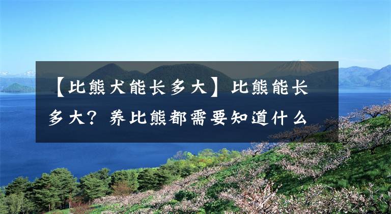 【比熊犬能長多大】比熊能長多大？養(yǎng)比熊都需要知道什么呢？想要好比熊的請(qǐng)收藏