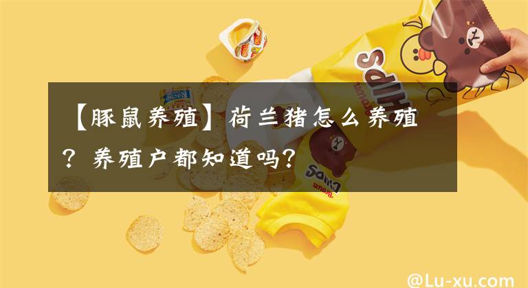 【豚鼠養(yǎng)殖】荷蘭豬怎么養(yǎng)殖？養(yǎng)殖戶都知道嗎？