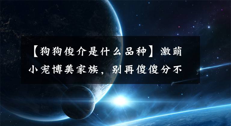 【狗狗俊介是什么品種】激萌小寵博美家族，別再傻傻分不清啦