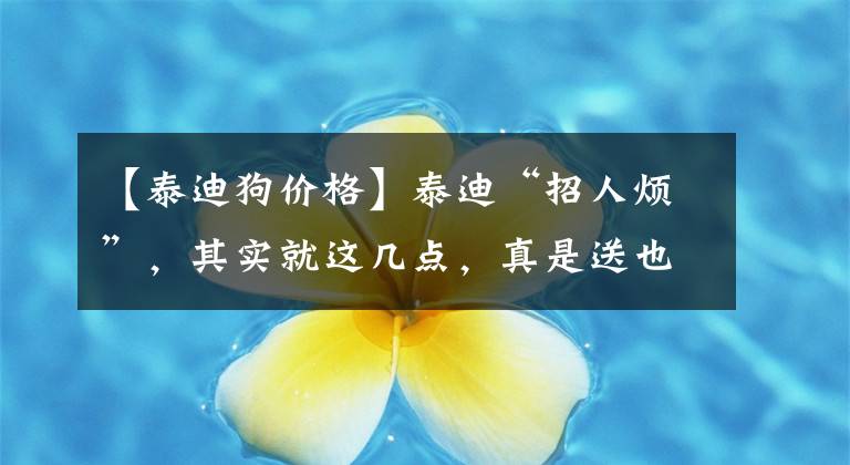 【泰迪狗價(jià)格】泰迪“招人煩”，其實(shí)就這幾點(diǎn)，真是送也不要