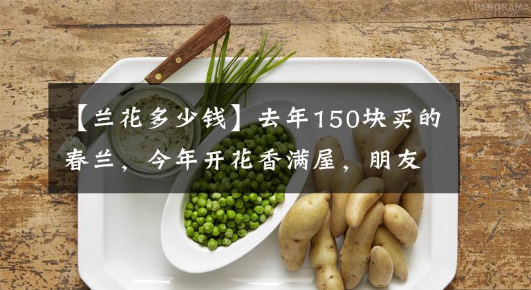 【蘭花多少錢】去年150塊買的春蘭，今年開花香滿屋，朋友出1000塊我也沒賣