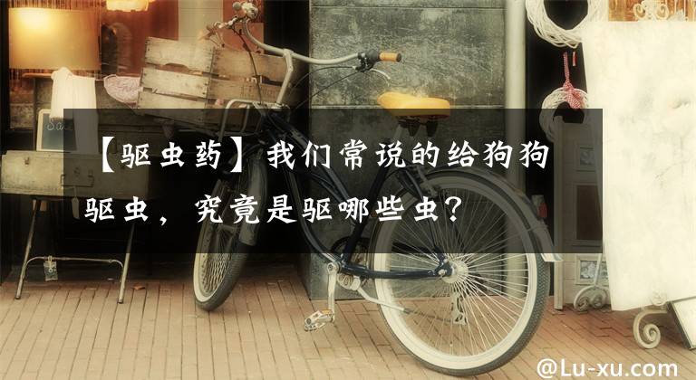 【驅(qū)蟲藥】我們常說的給狗狗驅(qū)蟲，究竟是驅(qū)哪些蟲？