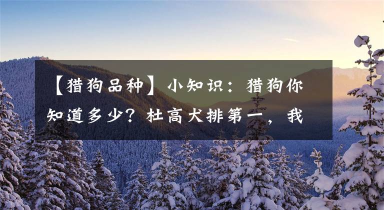 【獵狗品種】小知識：獵狗你知道多少？杜高犬排第一，我國下司犬僅排第三！