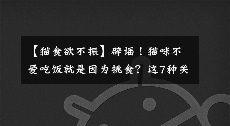 【貓食欲不振】辟謠！貓咪不愛吃飯就是因為挑食？這7種關(guān)鍵原因常被鏟屎官忽略