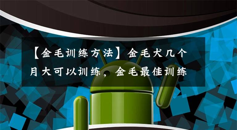 【金毛訓(xùn)練方法】金毛犬幾個月大可以訓(xùn)練，金毛最佳訓(xùn)練時間