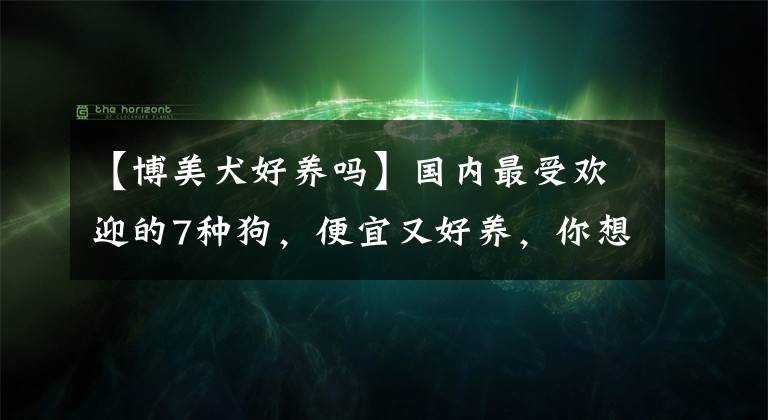 【博美犬好養(yǎng)嗎】國內(nèi)最受歡迎的7種狗，便宜又好養(yǎng)，你想養(yǎng)第幾種？