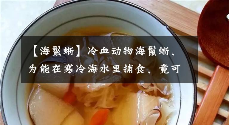 【海鬣蜥】冷血動物海鬣蜥，為能在寒冷海水里捕食，竟可以將血液移至內(nèi)臟