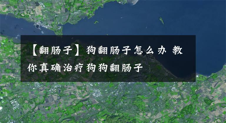 【翻腸子】狗翻腸子怎么辦 教你真確治療狗狗翻腸子