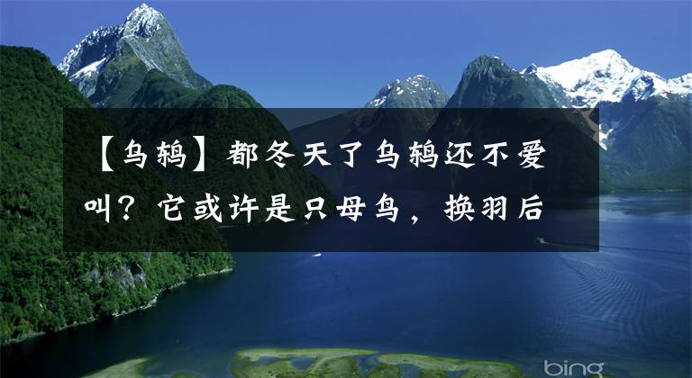 【烏鶇】都冬天了烏鶇還不愛叫？它或許是只母鳥，換羽后烏鶇公母分辨方法