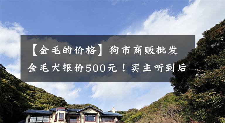 【金毛的價格】狗市商販批發(fā)金毛犬報價500元！買主聽到后轉(zhuǎn)頭就走