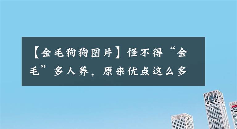 【金毛狗狗圖片】怪不得“金毛”多人養(yǎng)，原來優(yōu)點這么多