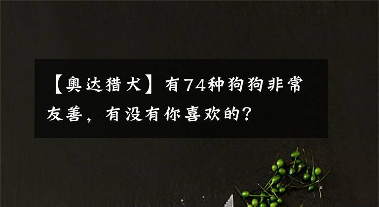 【奧達(dá)獵犬】有74種狗狗非常友善，有沒(méi)有你喜歡的？