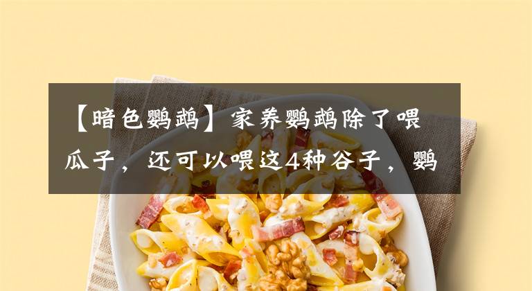 【暗色鸚鵡】家養(yǎng)鸚鵡除了喂瓜子，還可以喂這4種谷子，鸚鵡愛吃身體好