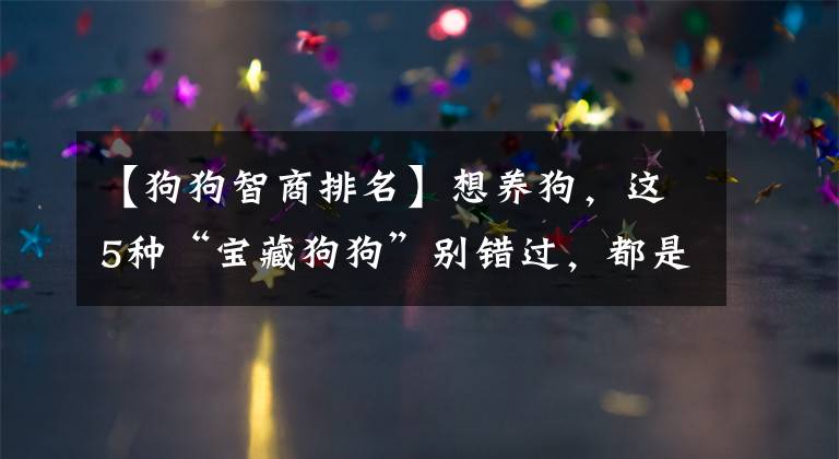 【狗狗智商排名】想養(yǎng)狗，這5種“寶藏狗狗”別錯過，都是不掉毛、體味小