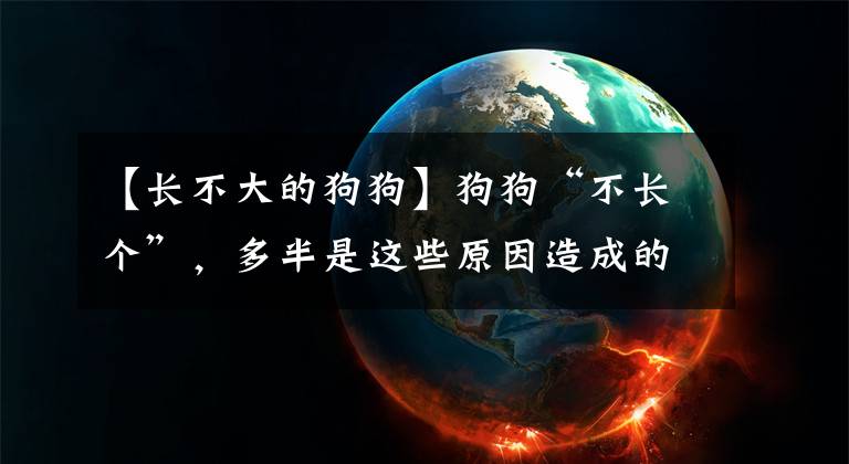 【長(zhǎng)不大的狗狗】狗狗“不長(zhǎng)個(gè)”，多半是這些原因造成的