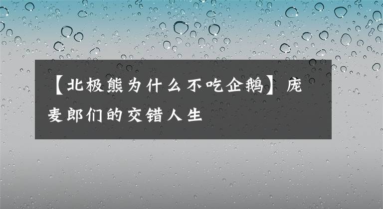 【北極熊為什么不吃企鵝】龐麥郎們的交錯人生