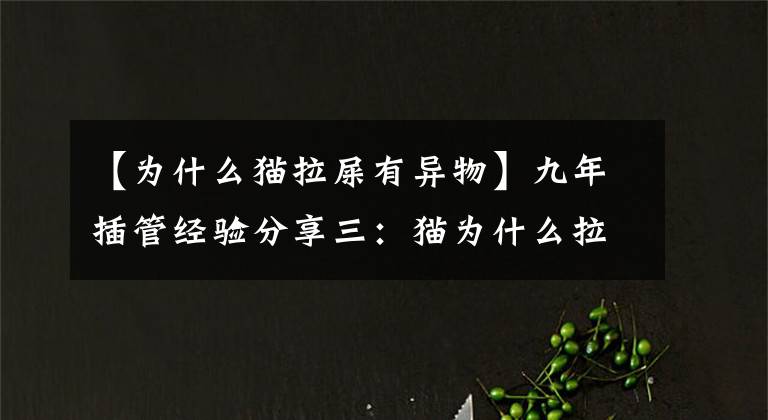 【為什么貓拉屎有異物】九年插管經(jīng)驗分享三：貓為什么拉屎撒尿？