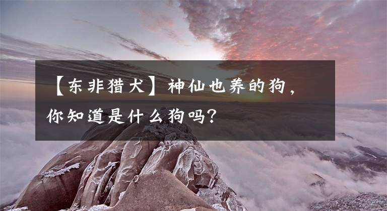 【東非獵犬】神仙也養(yǎng)的狗，你知道是什么狗嗎？