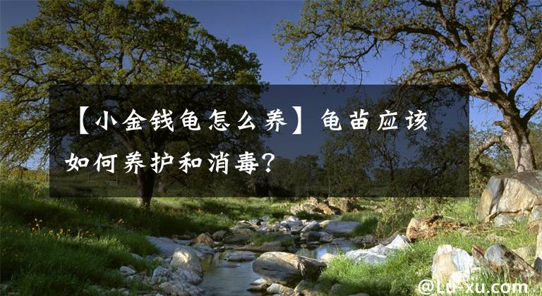 【小金錢(qián)龜怎么養(yǎng)】龜苗應(yīng)該如何養(yǎng)護(hù)和消毒？