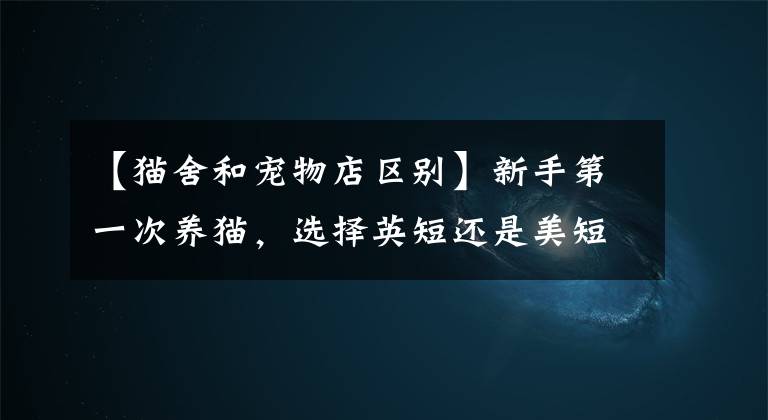 【貓舍和寵物店區(qū)別】新手第一次養(yǎng)貓，選擇英短還是美短呢？總算搞清楚了