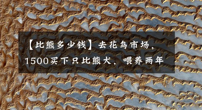 【比熊多少錢(qián)】去花鳥(niǎo)市場(chǎng)，1500買(mǎi)下只比熊犬，喂養(yǎng)兩年后，噩夢(mèng)就開(kāi)始了！