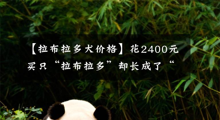 【拉布拉多犬價格】花2400元買只“拉布拉多”卻長成了“混血” 找商家討說法還被羞辱