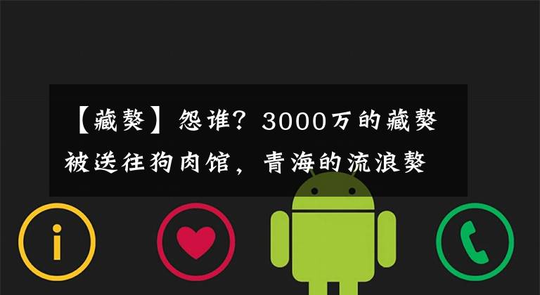 【藏獒】怨誰？3000萬的藏獒被送往狗肉館，青海的流浪獒“撕咬”旅行者