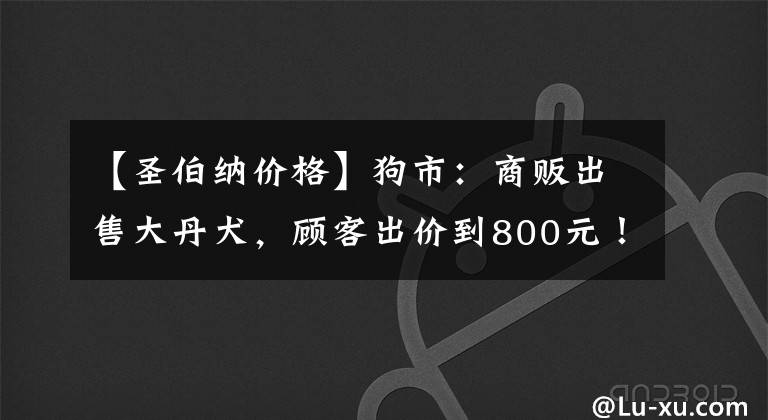 【圣伯納價(jià)格】狗市：商販出售大丹犬，顧客出價(jià)到800元！