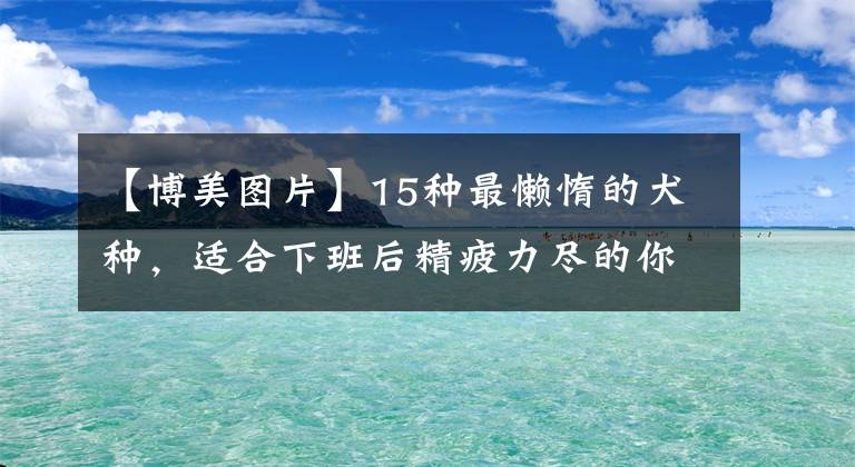 【博美圖片】15種最懶惰的犬種，適合下班后精疲力盡的你