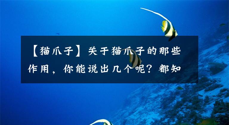 【貓爪子】關(guān)于貓爪子的那些作用，你能說出幾個呢？都知道才是合格的鏟屎官