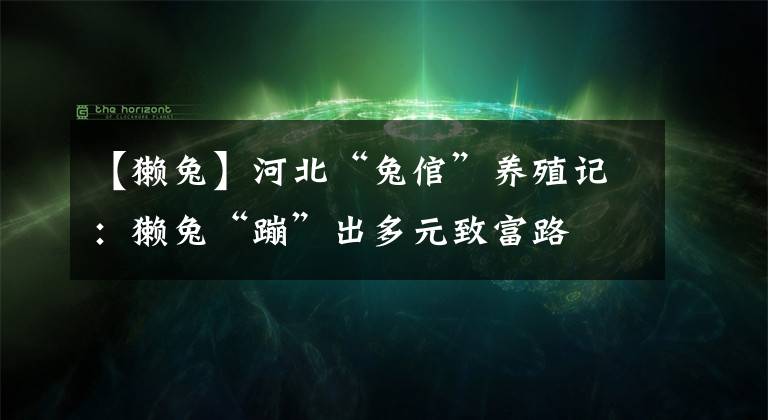 【獺兔】河北“兔倌”養(yǎng)殖記：獺兔“蹦”出多元致富路