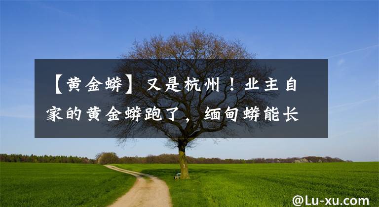 【黃金蟒】又是杭州！業(yè)主自家的黃金蟒跑了，緬甸蟒能長(zhǎng)9.75米，能不能養(yǎng)？