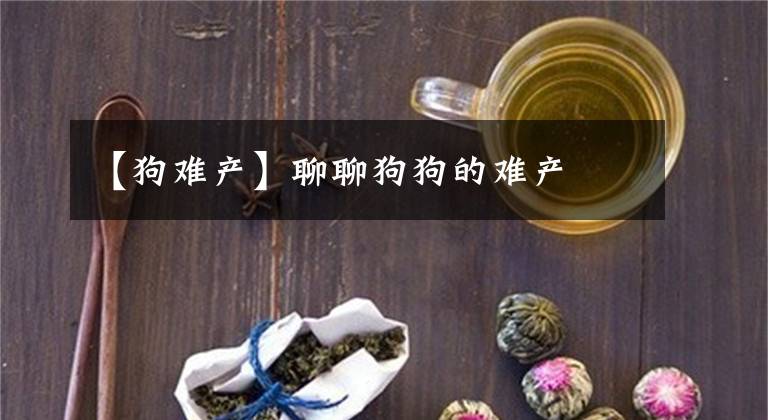 【狗難產(chǎn)】聊聊狗狗的難產(chǎn)