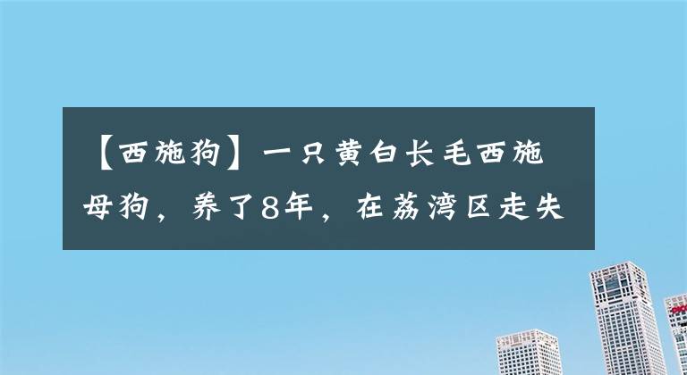 【西施狗】一只黃白長毛西施母狗，養(yǎng)了8年，在荔灣區(qū)走失