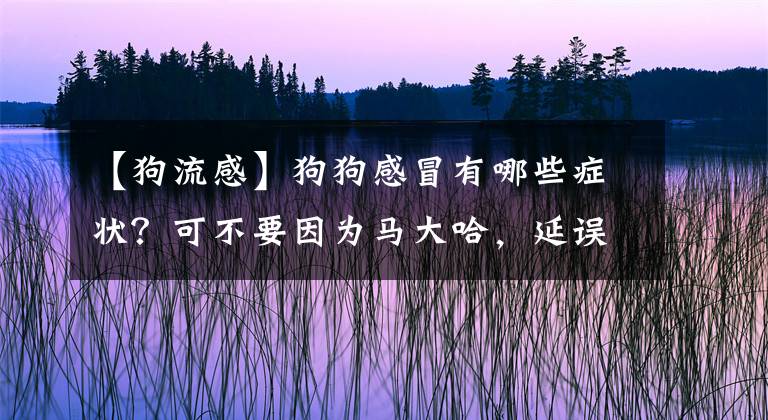 【狗流感】狗狗感冒有哪些癥狀？可不要因?yàn)轳R大哈，延誤狗狗治病的最好時(shí)機(jī)