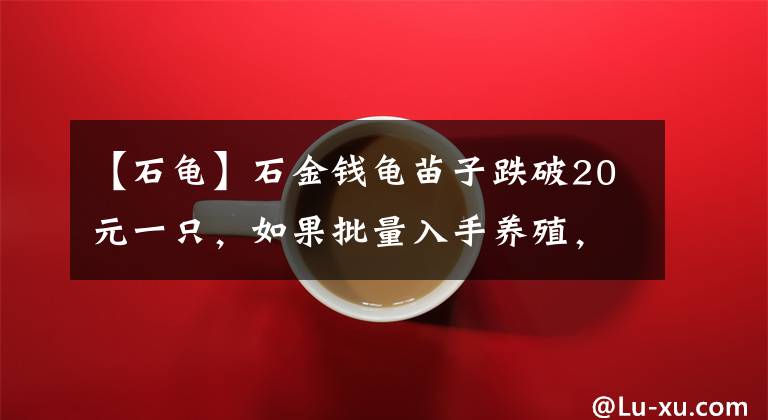 【石龜】石金錢龜苗子跌破20元一只，如果批量入手養(yǎng)殖，到底算不算接盤？