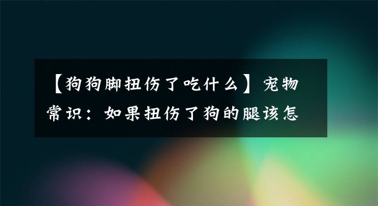 【狗狗腳扭傷了吃什么】寵物常識(shí)：如果扭傷了狗的腿該怎么辦？