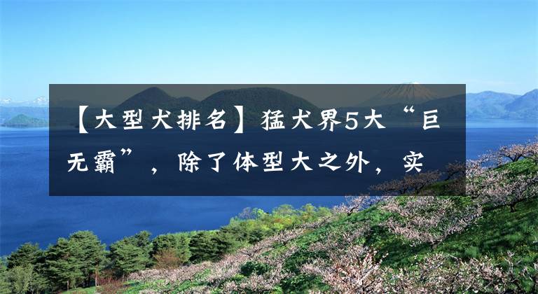 【大型犬排名】猛犬界5大“巨無霸”，除了體型大之外，實(shí)力也像野獸一樣強(qiáng)悍