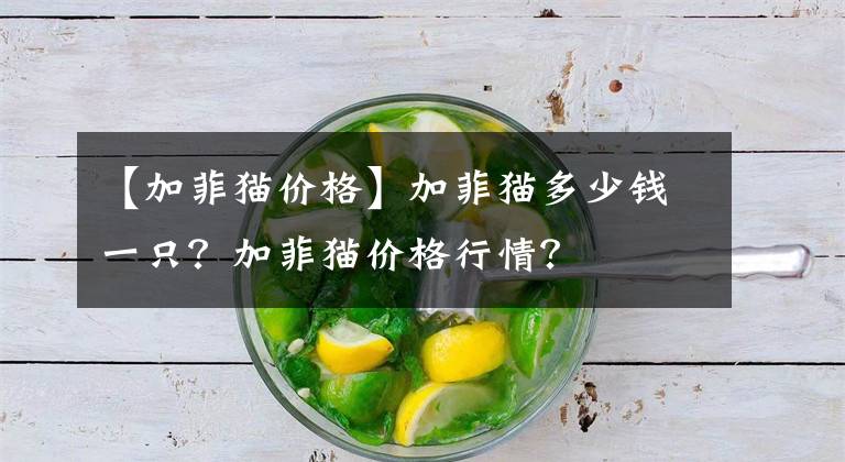 【加菲貓價(jià)格】加菲貓多少錢一只？加菲貓價(jià)格行情？