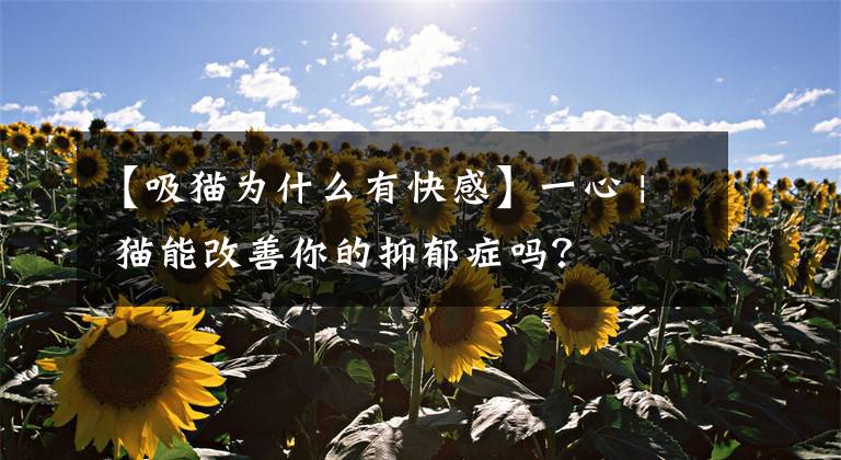 【吸貓為什么有快感】一心 | 貓能改善你的抑郁癥嗎？