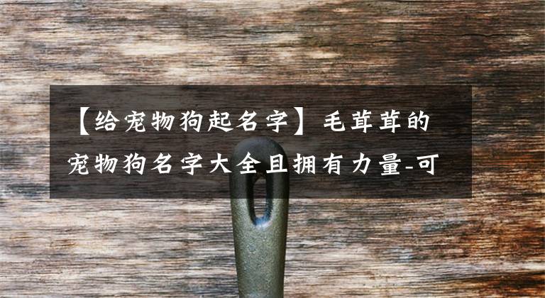 【給寵物狗起名字】毛茸茸的寵物狗名字大全且擁有力量-可愛點