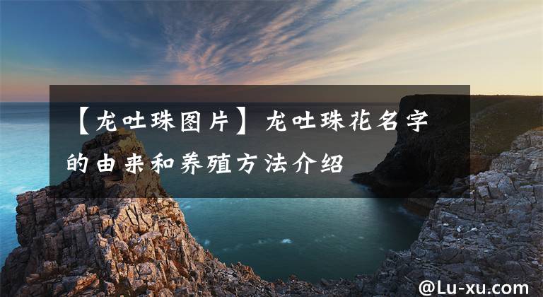 【龍吐珠圖片】龍吐珠花名字的由來和養(yǎng)殖方法介紹