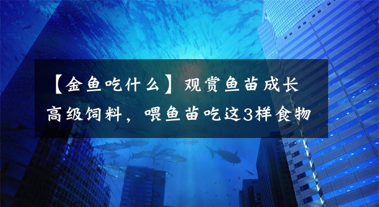 【金魚吃什么】觀賞魚苗成長高級飼料，喂魚苗吃這3樣食物，養(yǎng)不好都難