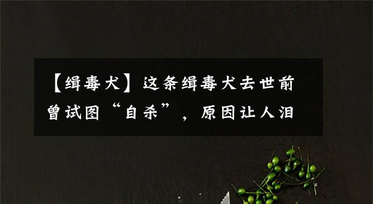 【緝毒犬】這條緝毒犬去世前曾試圖“自殺”，原因讓人淚目