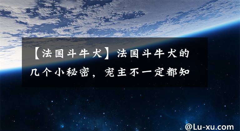 【法國斗牛犬】法國斗牛犬的幾個小秘密，寵主不一定都知道，知道后更想養(yǎng)它了！