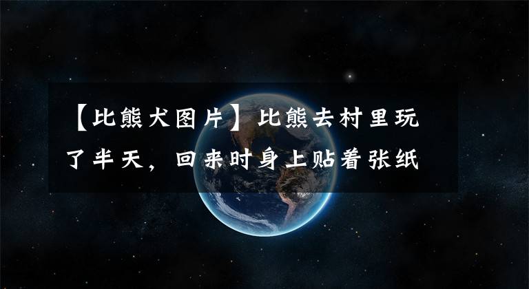 【比熊犬圖片】比熊去村里玩了半天，回來時身上貼著張紙，主人看完后無言了