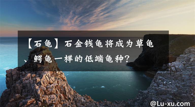 【石龜】石金錢龜將成為草龜、鱷龜一樣的低端龜種？