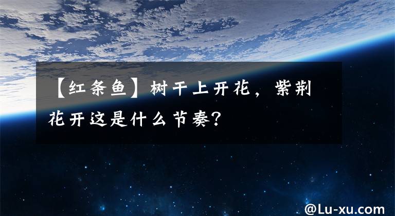 【紅條魚】樹干上開花，紫荊花開這是什么節(jié)奏？