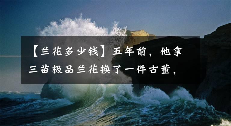 【蘭花多少錢】五年前，他拿三苗極品蘭花換了一件古董，后來經(jīng)過鑒定居然是假貨