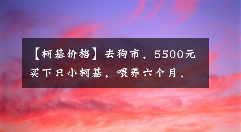 【柯基價(jià)格】去狗市，5500元買(mǎi)下只小柯基，喂養(yǎng)六個(gè)月，我們的噩夢(mèng)開(kāi)始了